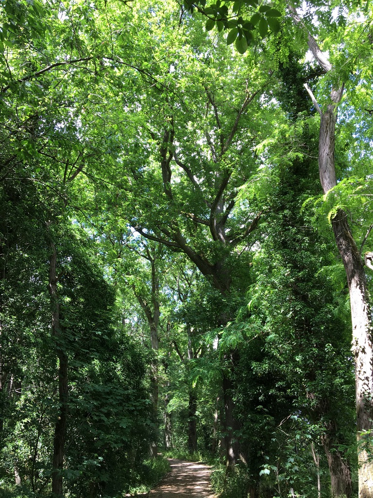 Hike  (randonnée) « Sur les sommets sur Yvette »