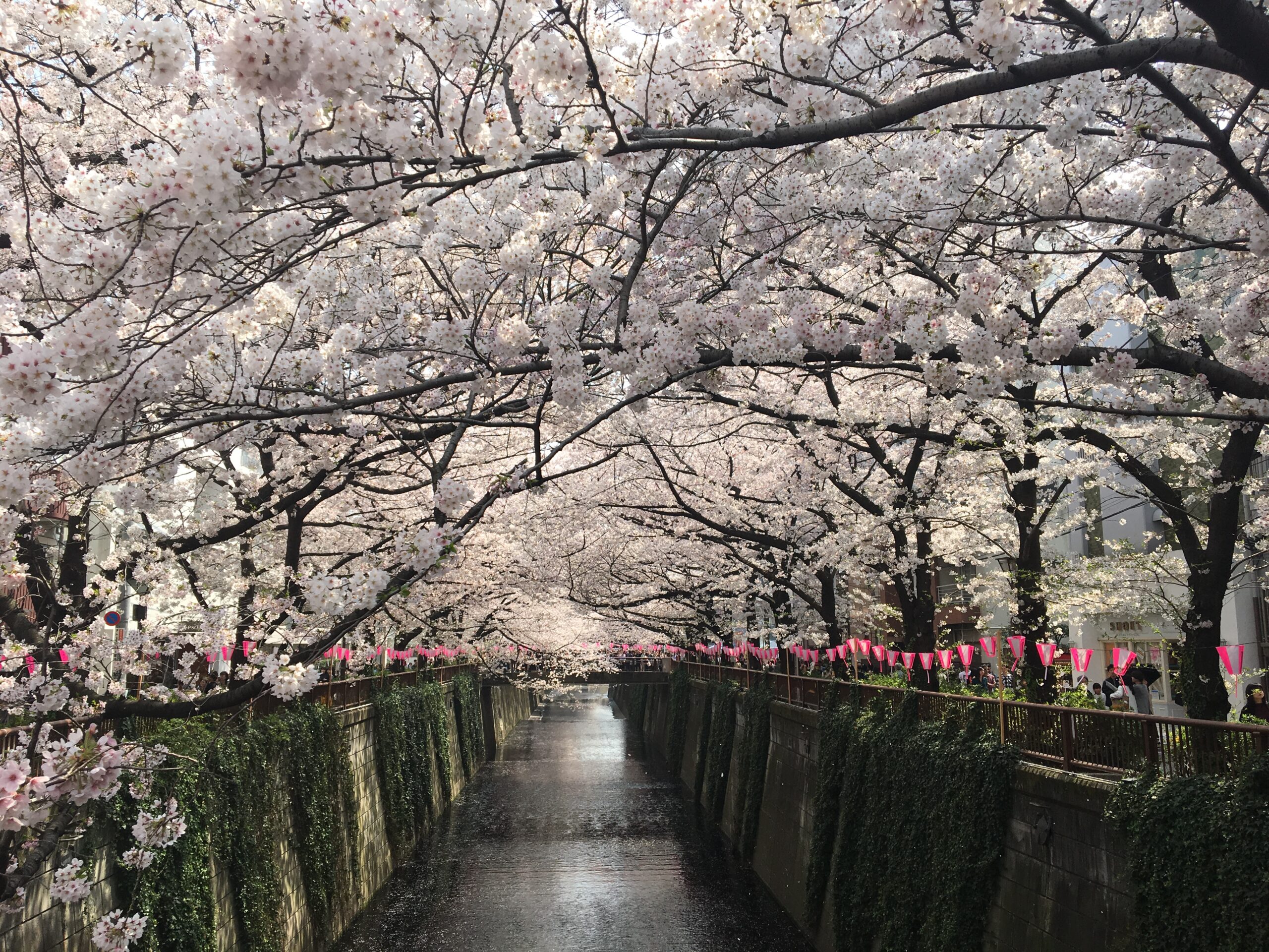 Cherry blossom in Japan. Best and most scenic sakura spots in Tokyo.